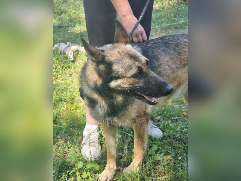 Ava, geboren 2018, 62cm sucht ihre Menschen