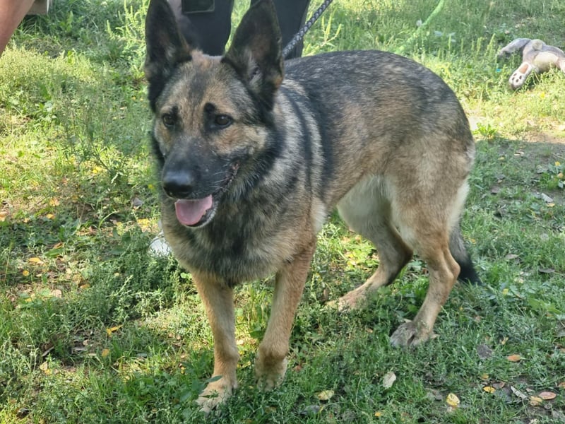 Ava, geboren 2018, 62cm sucht ihre Menschen