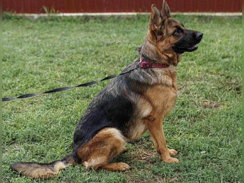 Roxan, 01.2024 geboren, 60cm sucht ihr Zuhause