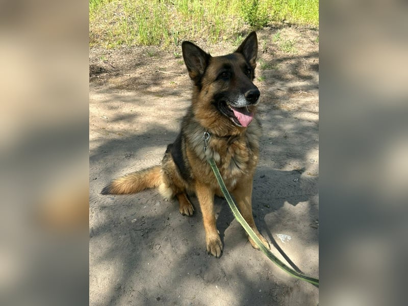 Rexi, ca. 4 Jahre, 60 cm, möchte sein Herz verschenken