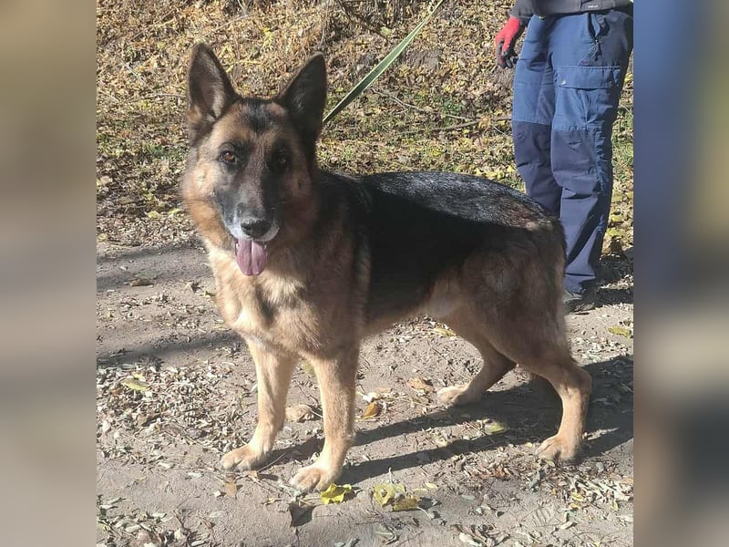 Rexi, 4 Jahre, 60cm sucht seine Menschen