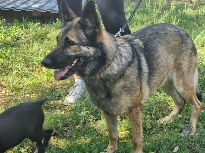 Ava, geboren 2018, 62cm sucht ihre Menschen