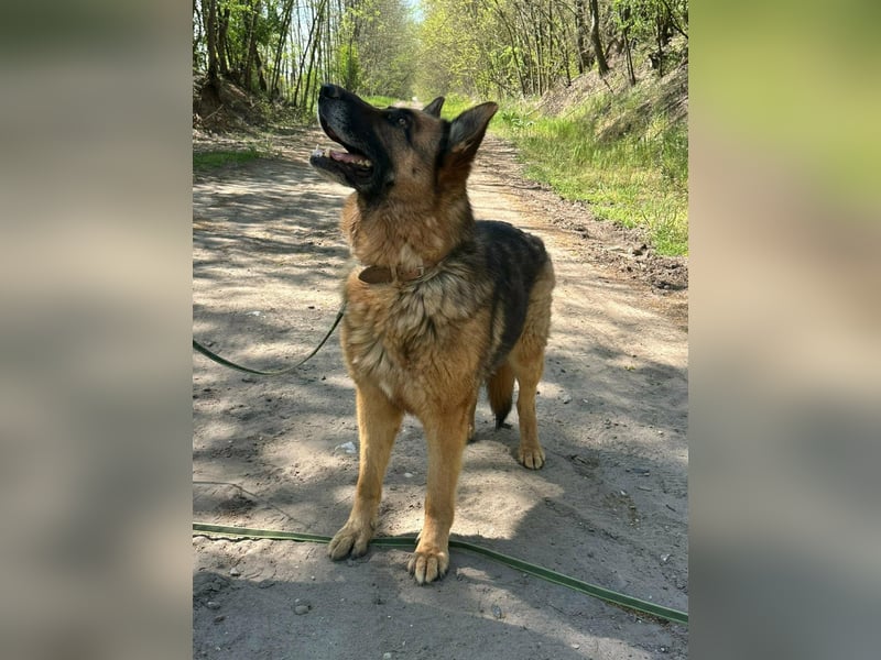Rexi, ca. 4 Jahre, 60 cm, möchte sein Herz verschenken