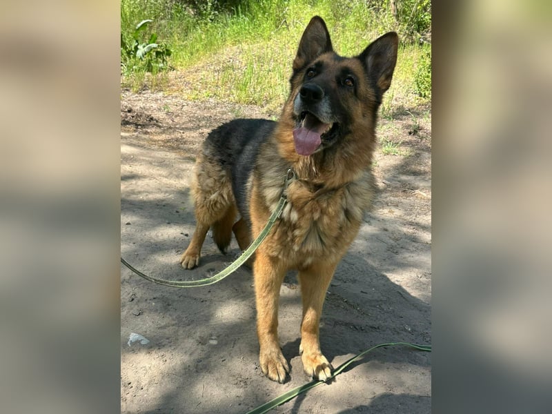Rexi, ca. 4 Jahre, 60 cm, möchte sein Herz verschenken