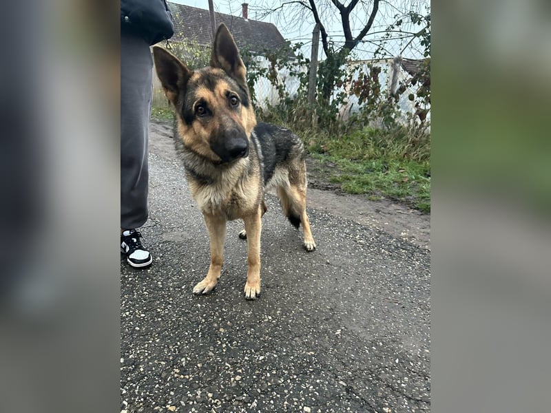 Lady, geboren 03.08.2024, 64cm sucht ihr Zuhause