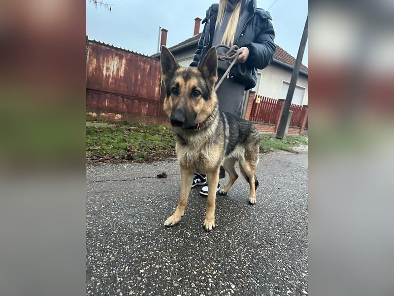 Lady, geboren 03.08.2024, 64cm sucht ihr Zuhause