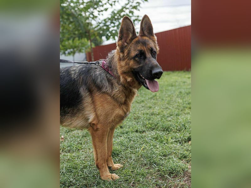 Roxan, 01.2024 geboren, 60cm sucht ihr Zuhause