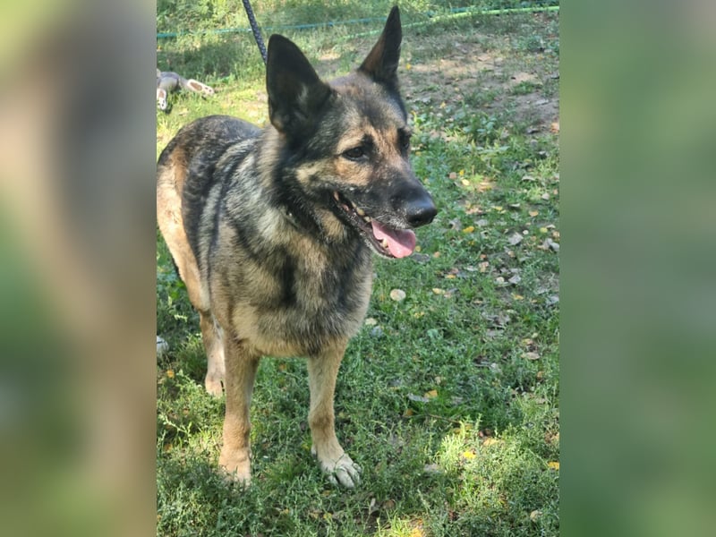 Ava, geboren 2018, 62cm sucht ihre Menschen