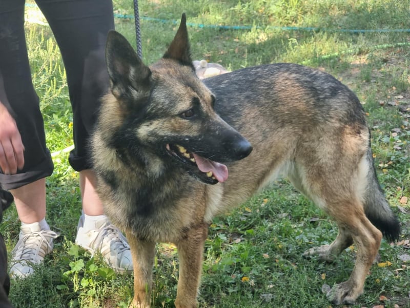 Ava, geboren 2018, 62cm sucht ihre Menschen