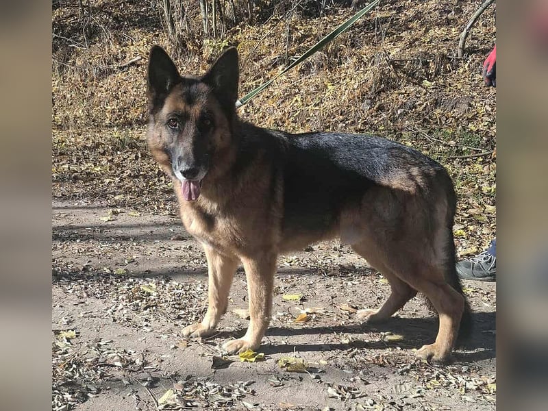 Rexi, 4 Jahre, 60cm sucht seine Menschen