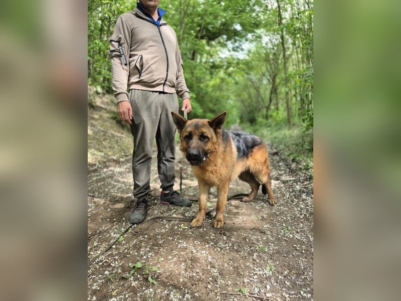 Zigi, geboren 15.03.2025, 60cm sucht aktive Menschen