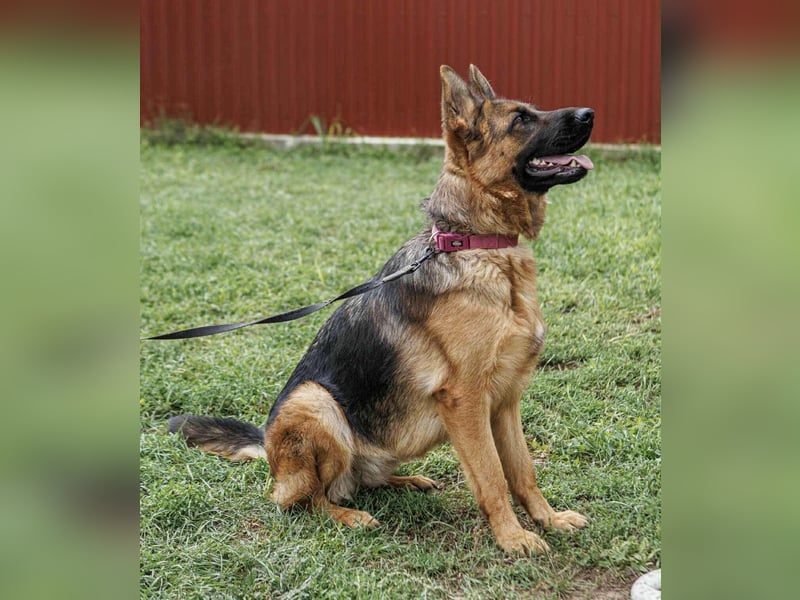 Roxan, 01.2024 geboren, 60cm sucht ihr Zuhause