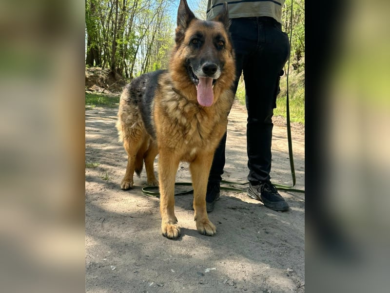 Rexi, ca. 4 Jahre, 60 cm, möchte sein Herz verschenken