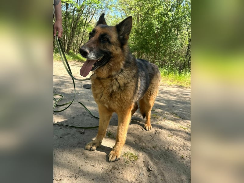Rexi, ca. 4 Jahre, 60 cm, möchte sein Herz verschenken