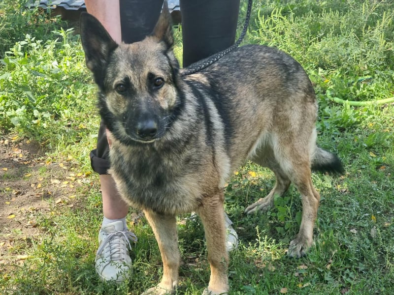 Ava, geboren 2018, 62cm sucht ihre Menschen