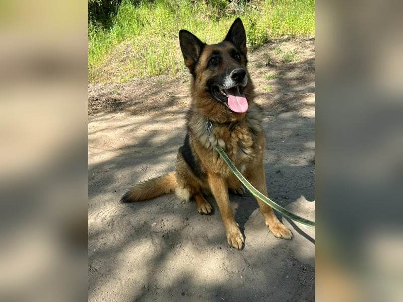 Rexi, ca. 4 Jahre, 60 cm, möchte sein Herz verschenken
