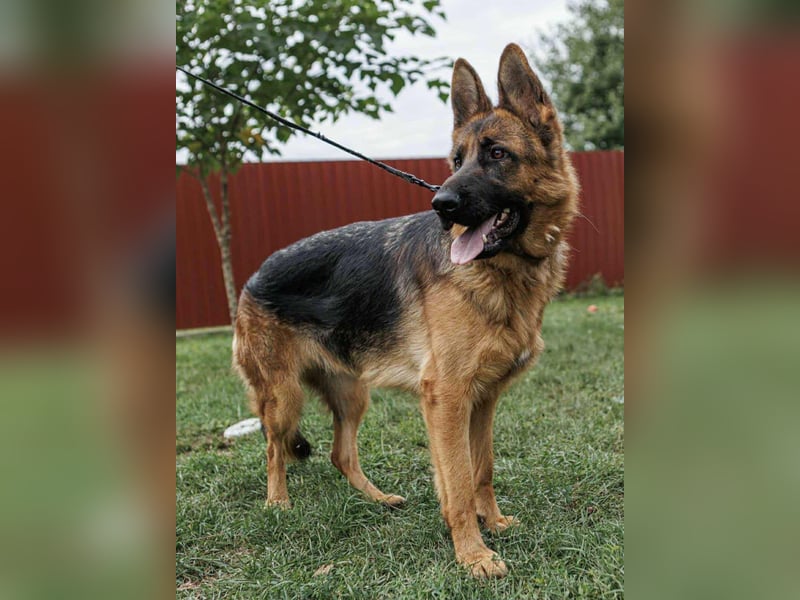 Roxan, 01.2024 geboren, 60cm sucht ihr Zuhause