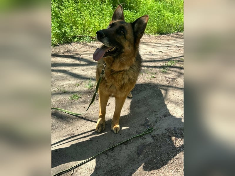 Rexi, ca. 4 Jahre, 60 cm, möchte sein Herz verschenken