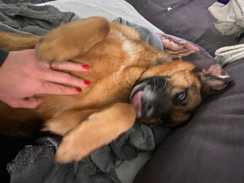 Schäferhündin Doro sucht aktive, konsequente Menschen