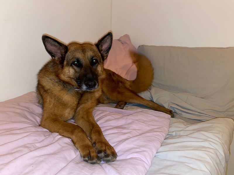 Schäferhündin Doro sucht aktive, konsequente Menschen