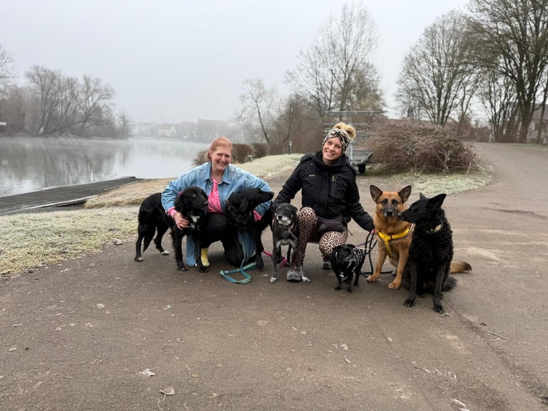 Schäferhündin Doro sucht aktive, konsequente Menschen