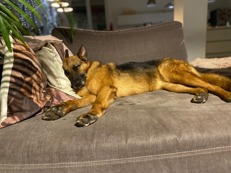 Schäferhündin Doro sucht aktive, konsequente Menschen