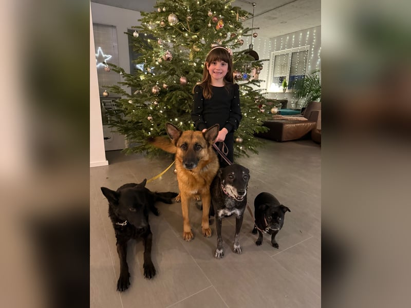 Schäferhündin Doro sucht aktive, konsequente Menschen