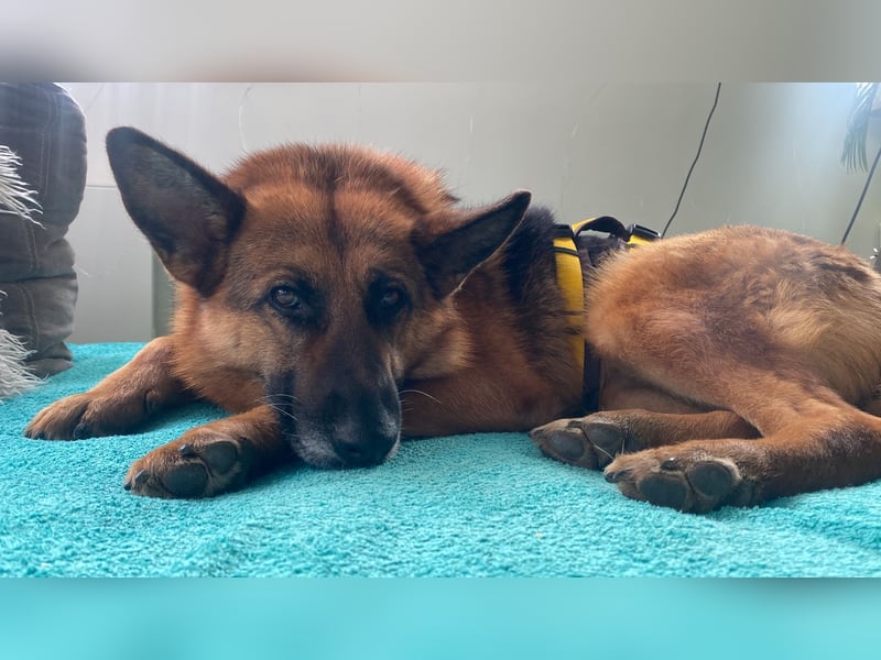 Schäferhündin Doro sucht aktive, konsequente Menschen