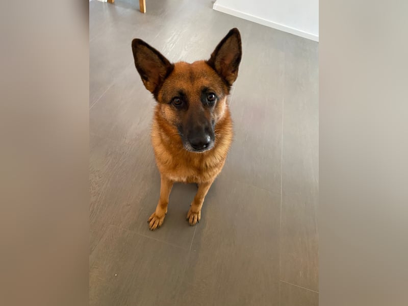 Schäferhündin Doro sucht aktive, konsequente Menschen