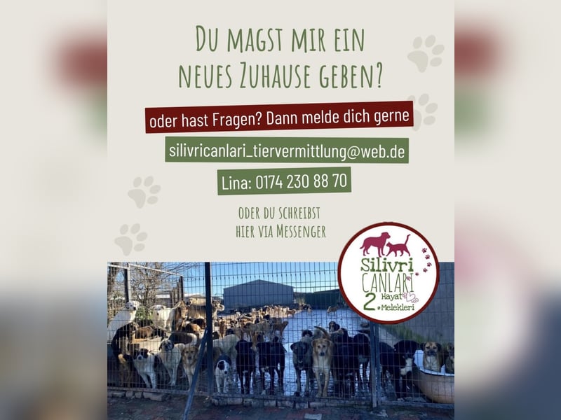 Schäferhündin Doro sucht aktive, konsequente Menschen