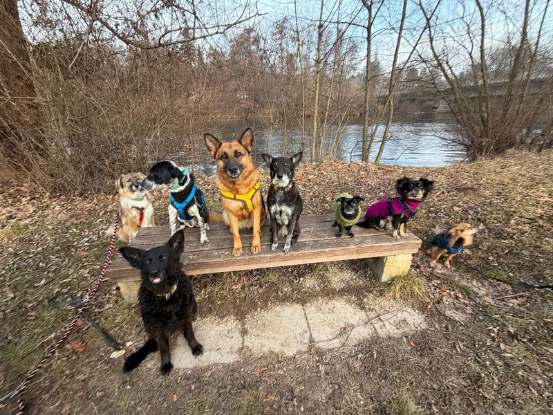 Schäferhündin Doro sucht aktive, konsequente Menschen