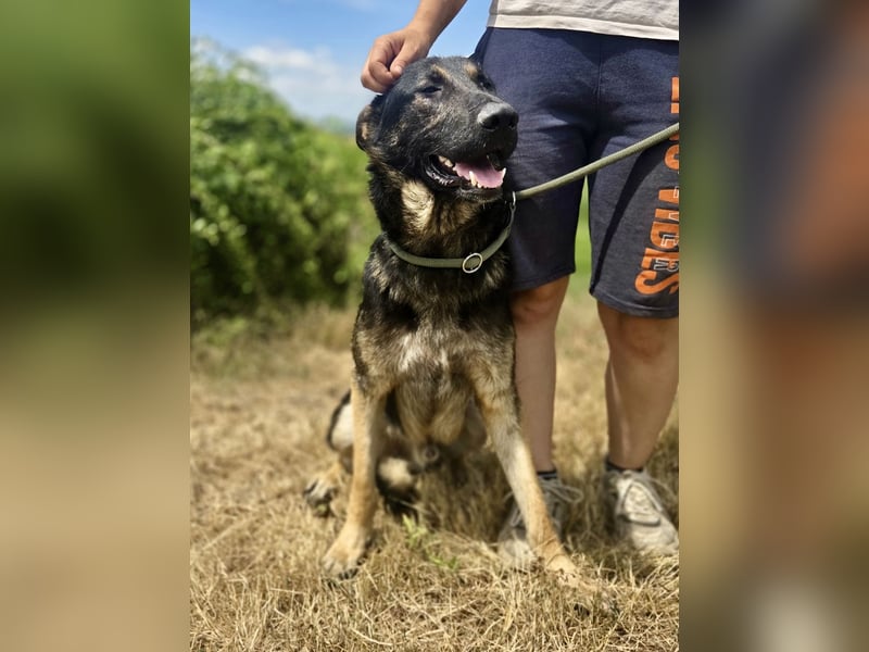 Sehr liebenswürdiger Schäfi Mix, 3Jahre, kastriert