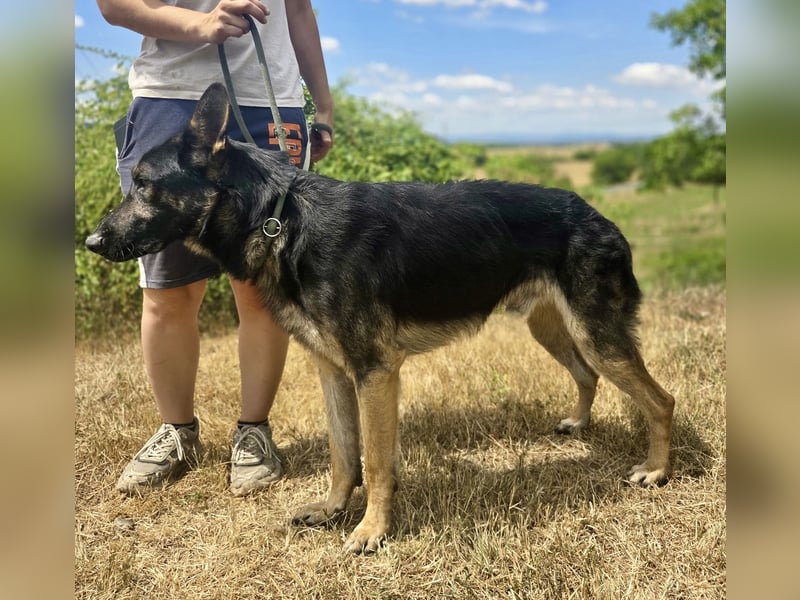 Sehr liebenswürdiger Schäfi Mix, 3Jahre, kastriert