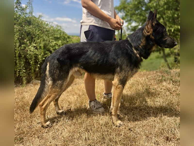 Sehr liebenswürdiger Schäfi Mix, 3Jahre, kastriert