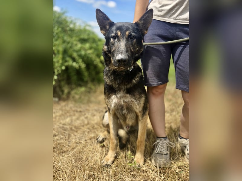 Sehr liebenswürdiger Schäfi Mix, 3Jahre, kastriert