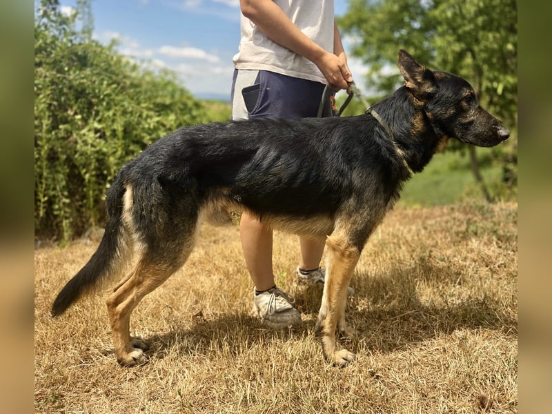 Sehr liebenswürdiger Schäfi Mix, 3Jahre, kastriert