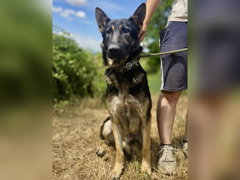 Sehr liebenswürdiger Schäfi Mix, 3Jahre, kastriert