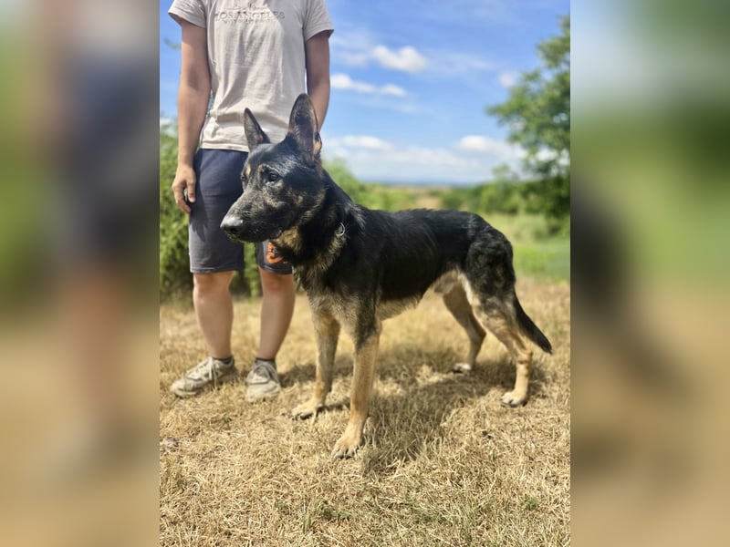 Sehr liebenswürdiger Schäfi Mix, 3Jahre, kastriert