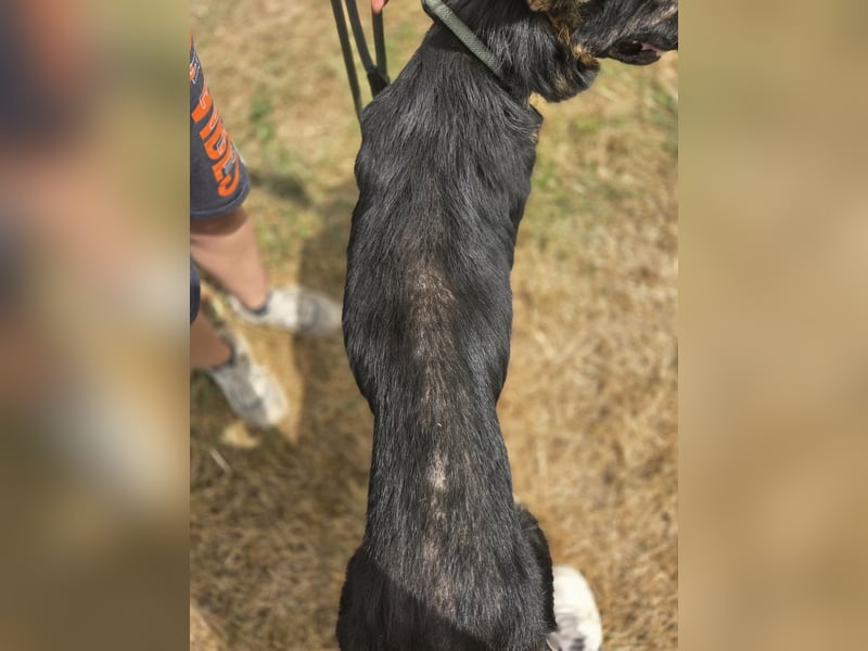 Sehr liebenswürdiger Schäfi Mix, 3Jahre, kastriert