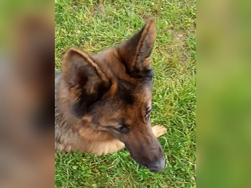 Marvel sucht ihren Menschen