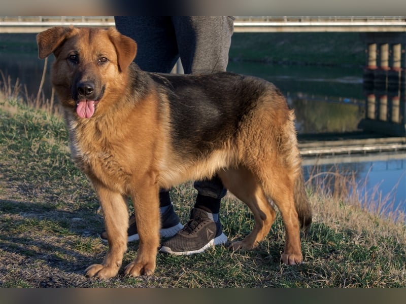 Roger - Sehnsucht nach einem farbenfrohen Hundeleben