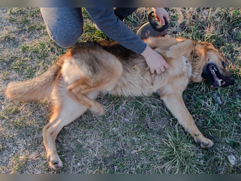 Roger - Sehnsucht nach einem farbenfrohen Hundeleben