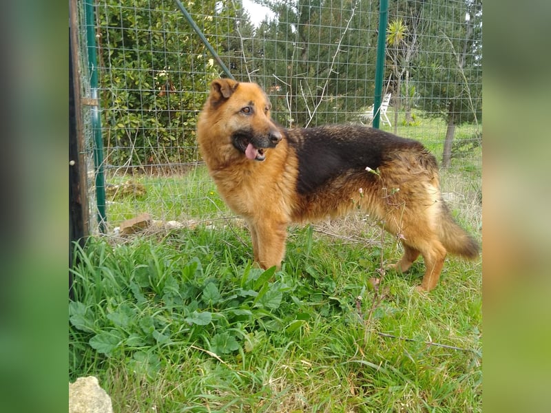 DSH-Mix Deanna sucht ihr Für-immer-Zuhause