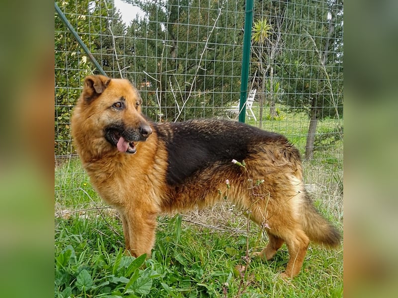 DSH-Mix Deanna sucht ihr Für-immer-Zuhause