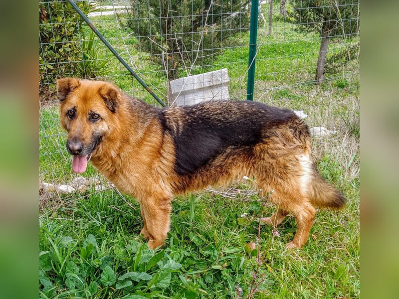 DSH-Mix Deanna sucht ihr Für-immer-Zuhause