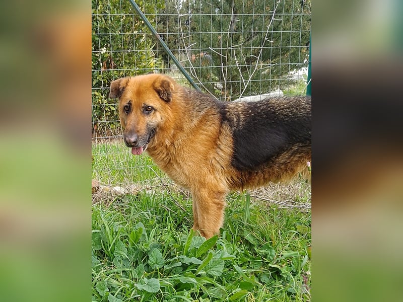 DSH-Mix Deanna sucht ihr Für-immer-Zuhause
