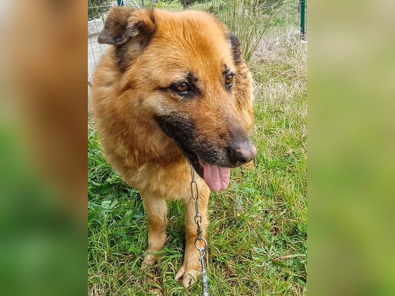 DSH-Mix Deanna sucht ihr Für-immer-Zuhause