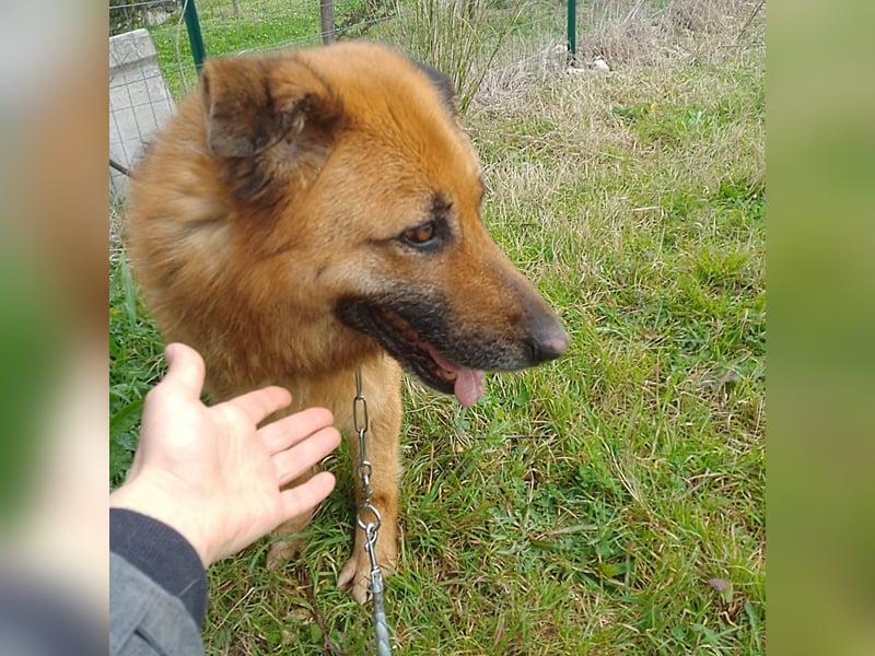 DSH-Mix Deanna sucht ihr Für-immer-Zuhause