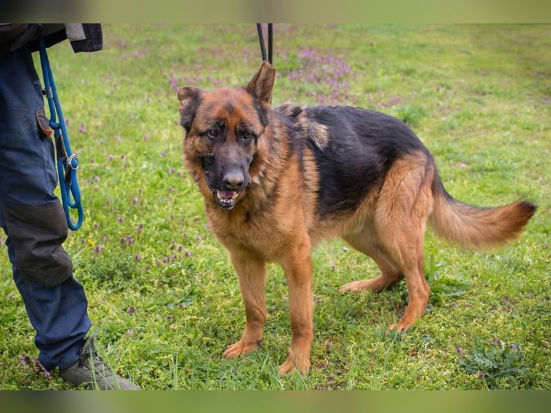 CLINT - wer hilft dem hübschen Rüden, dem Tierheimstress zu entkommen und schenkt ihm ein Zuhause?
