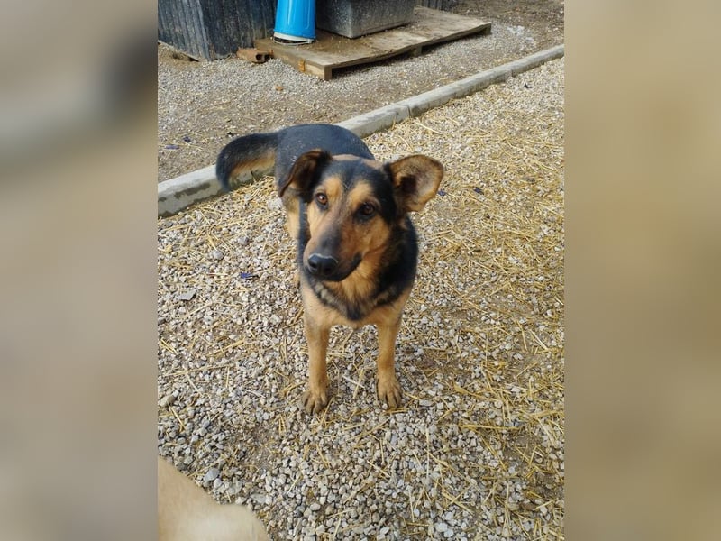 FRED - der hübsche junge Mann ist noch etwas skeptisch und sucht geduldige Menschen, gerne mit Hund